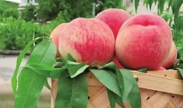 水密桃视频,揭秘桃子界的“水密”之谜